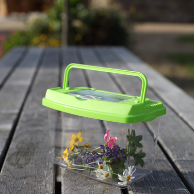 Caja de Estudio de Insectos